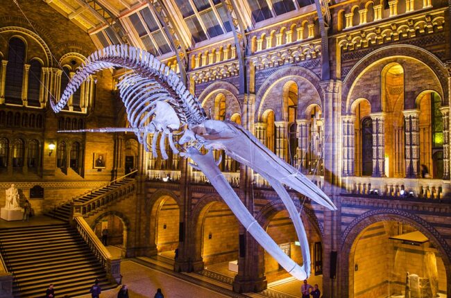 Museo-storia-naturale-Londra